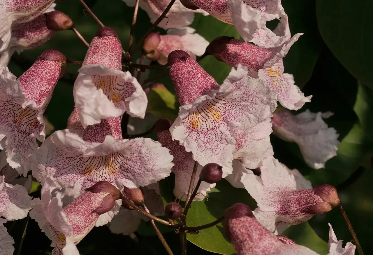 栾 (Catalpa bungei) — 环境展示