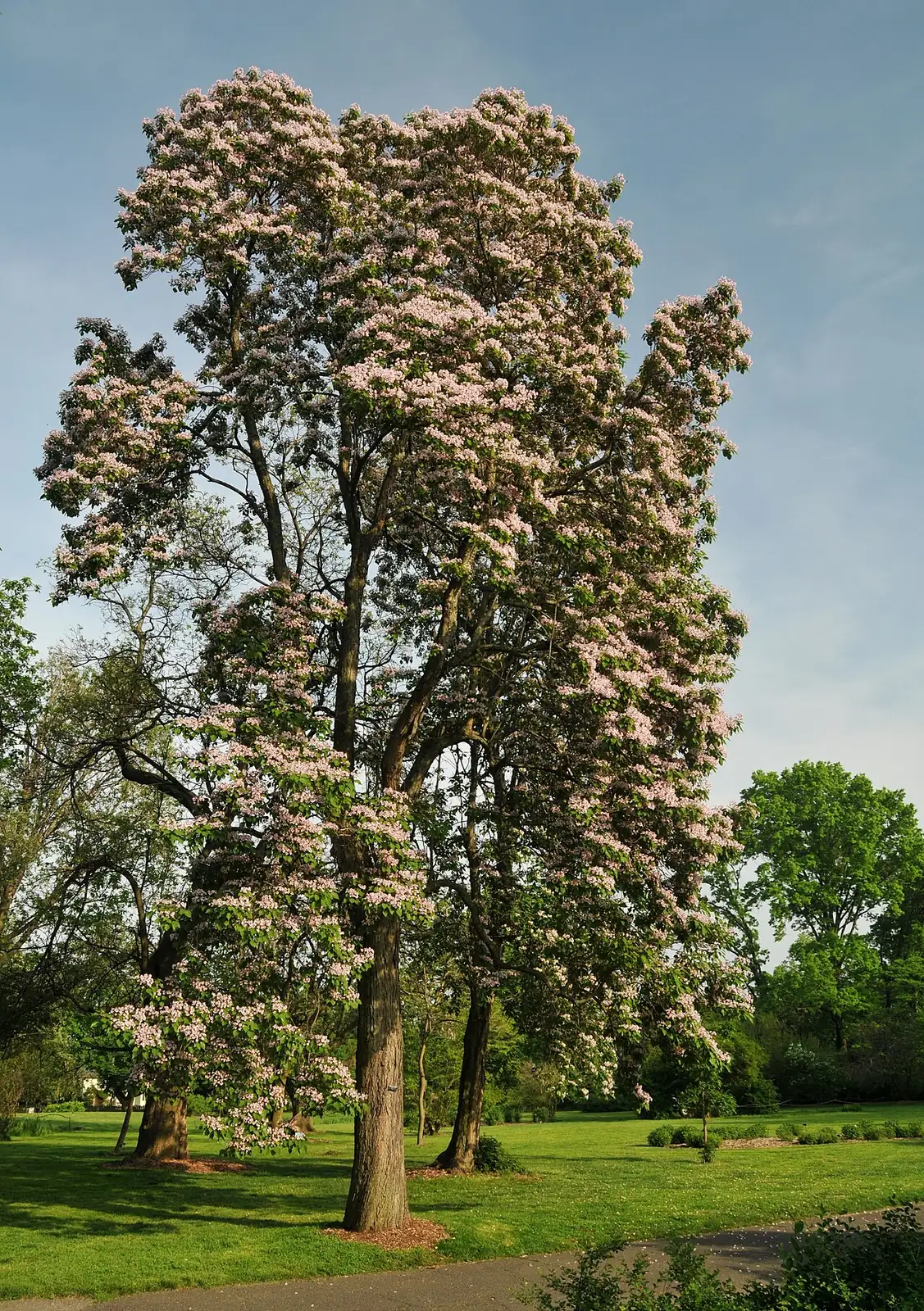 栾 (Catalpa bungei) — 更多视角