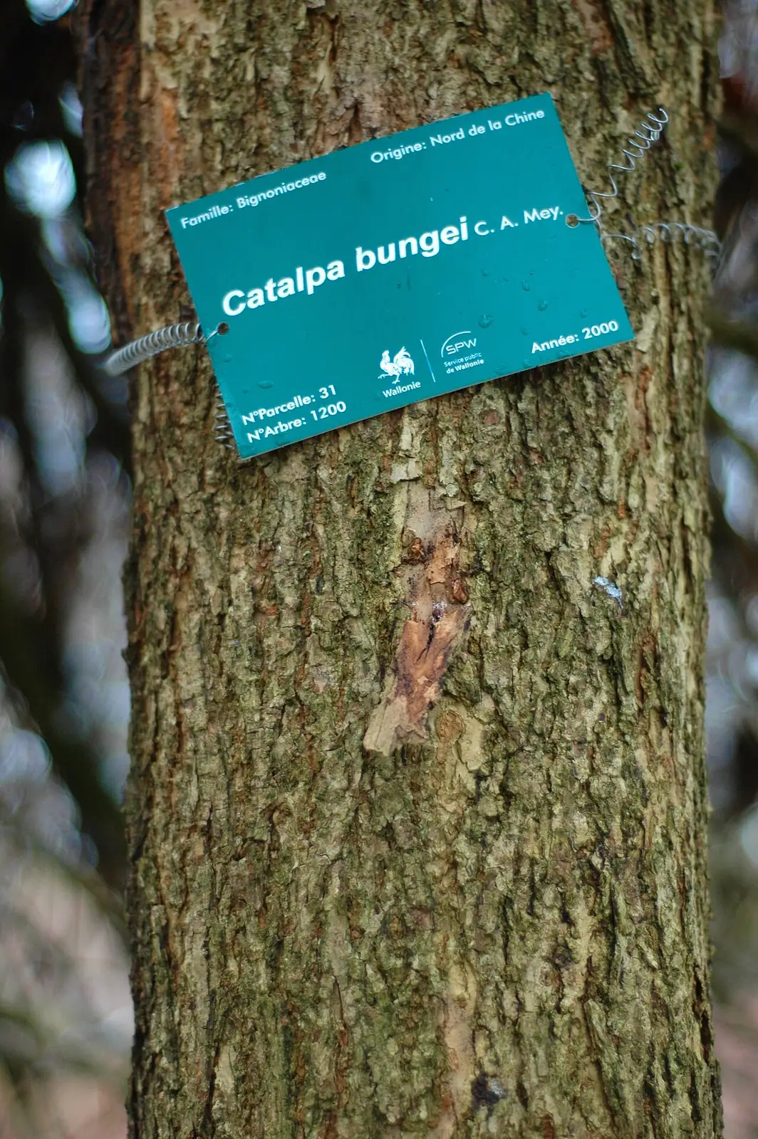 栾 (Catalpa bungei) — 更多视角