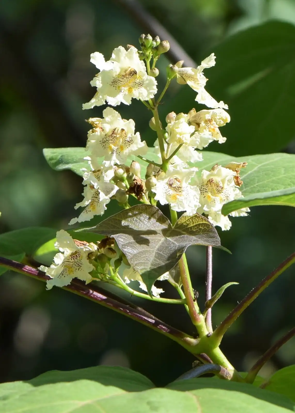 栾 (Catalpa bungei) — 更多视角