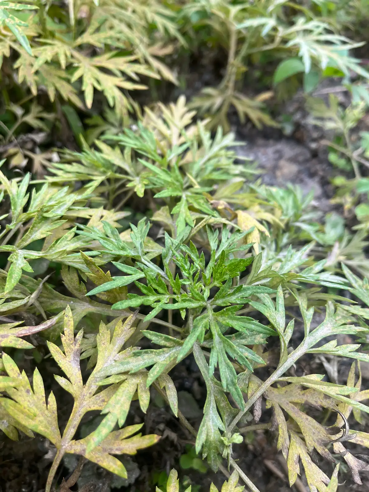 艾蒿 (Artemisia argyi) — 环境展示