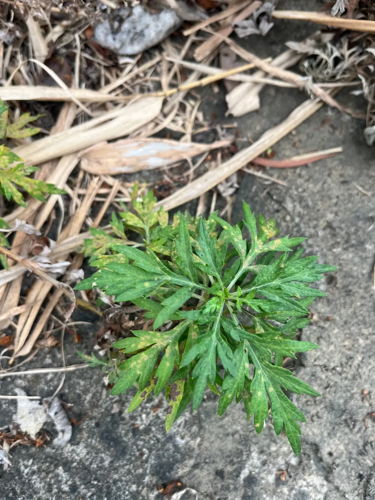 艾蒿 (Artemisia argyi) — 更多视角