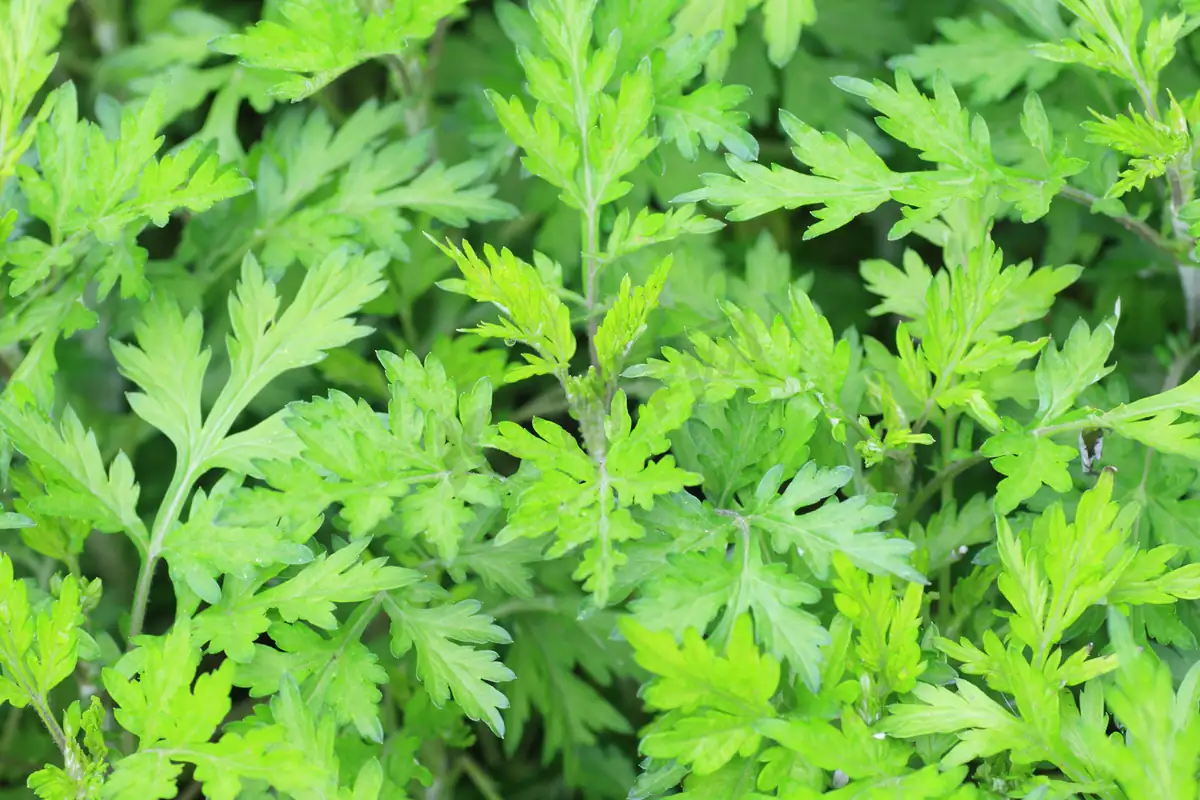 艾蒿 (Artemisia argyi) — 主图