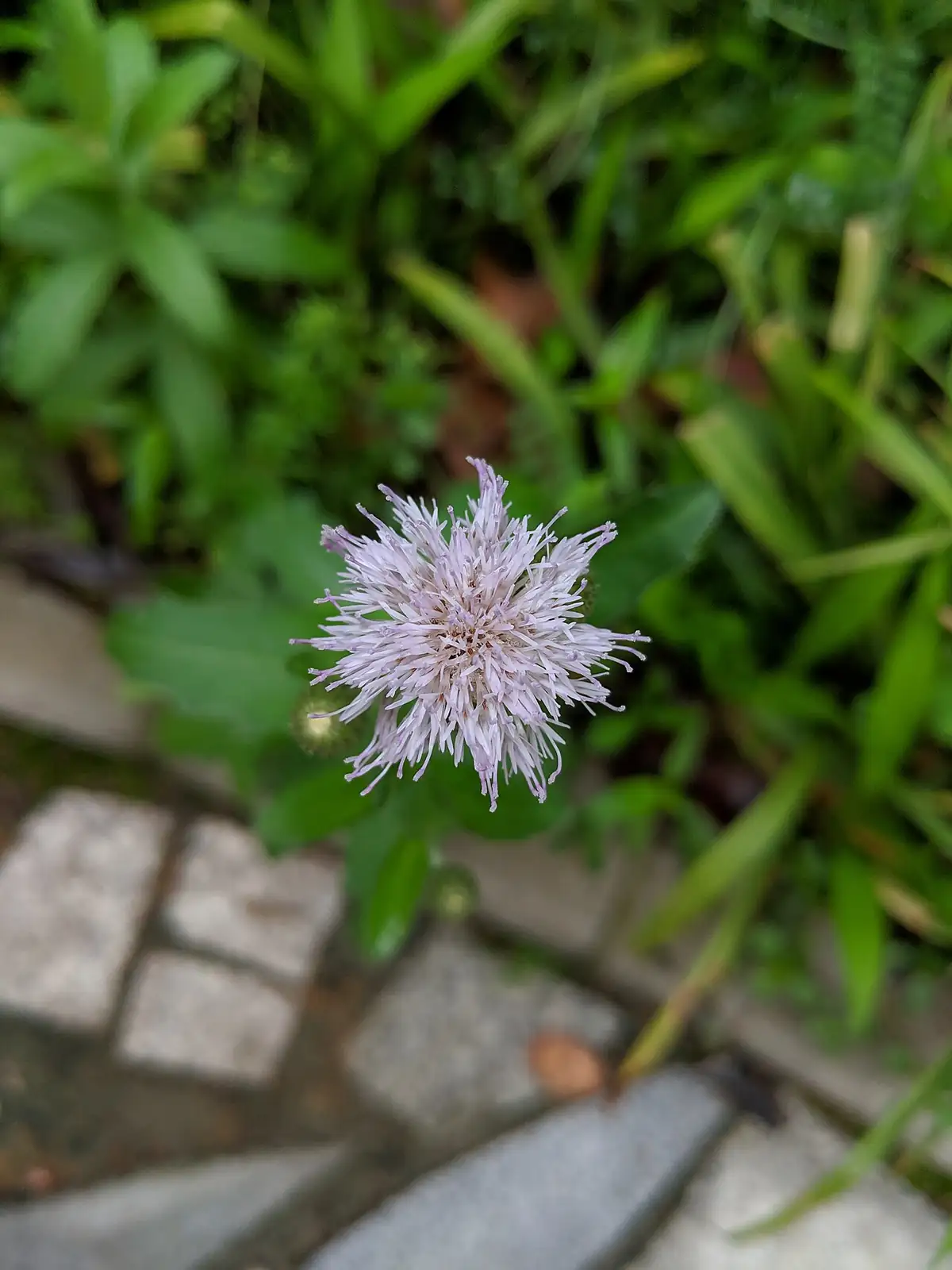小蓟 (Cirsium arvense var. integrifolium) — 更多视角