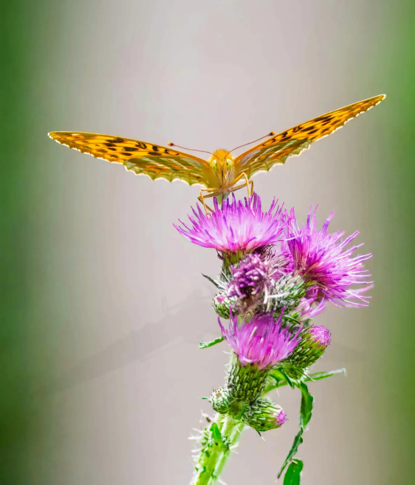 小蓟 (Cirsium arvense var. integrifolium) — 主图