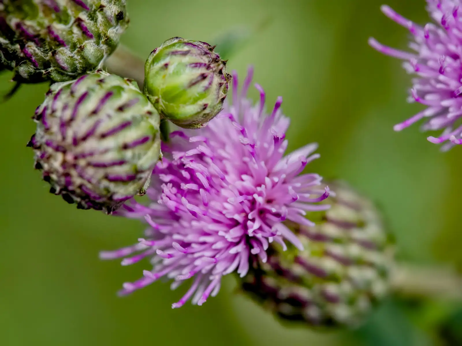 小蓟 (Cirsium arvense var. integrifolium) — 特写
