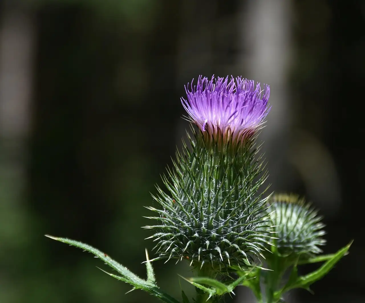 小蓟 (Cirsium arvense var. integrifolium) — 环境展示