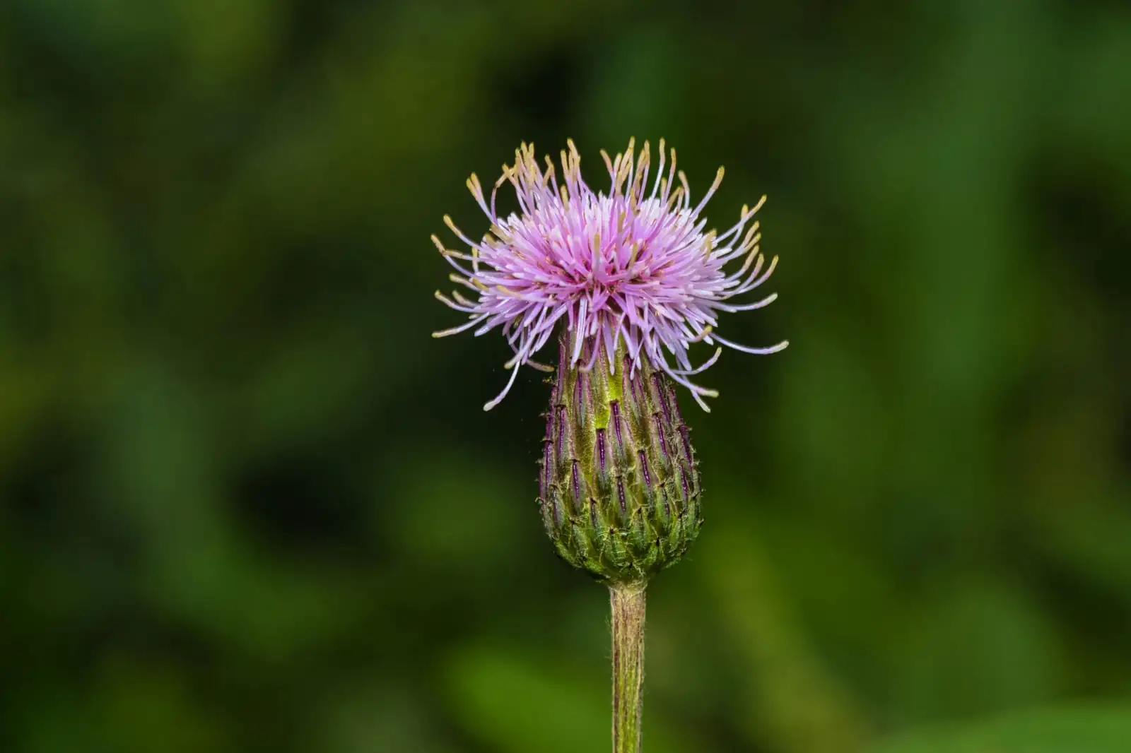 小蓟 (Cirsium arvense var. integrifolium) — 更多视角