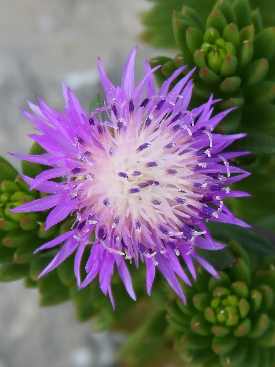 小蓟 (Cirsium arvense var. integrifolium) — 细节