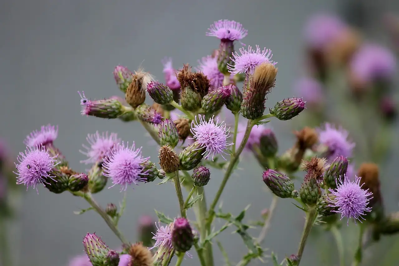 小蓟 (Cirsium arvense var. integrifolium) — 更多视角