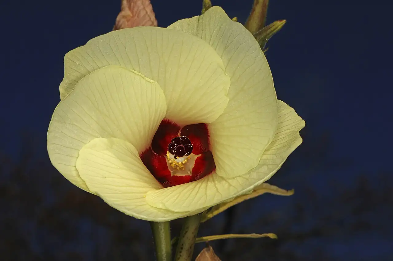 黄秋葵 (Abelmoschus esculentus) — 主图
