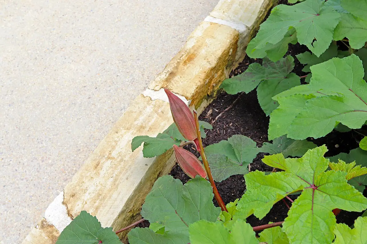 黄秋葵 (Abelmoschus esculentus) — 环境展示