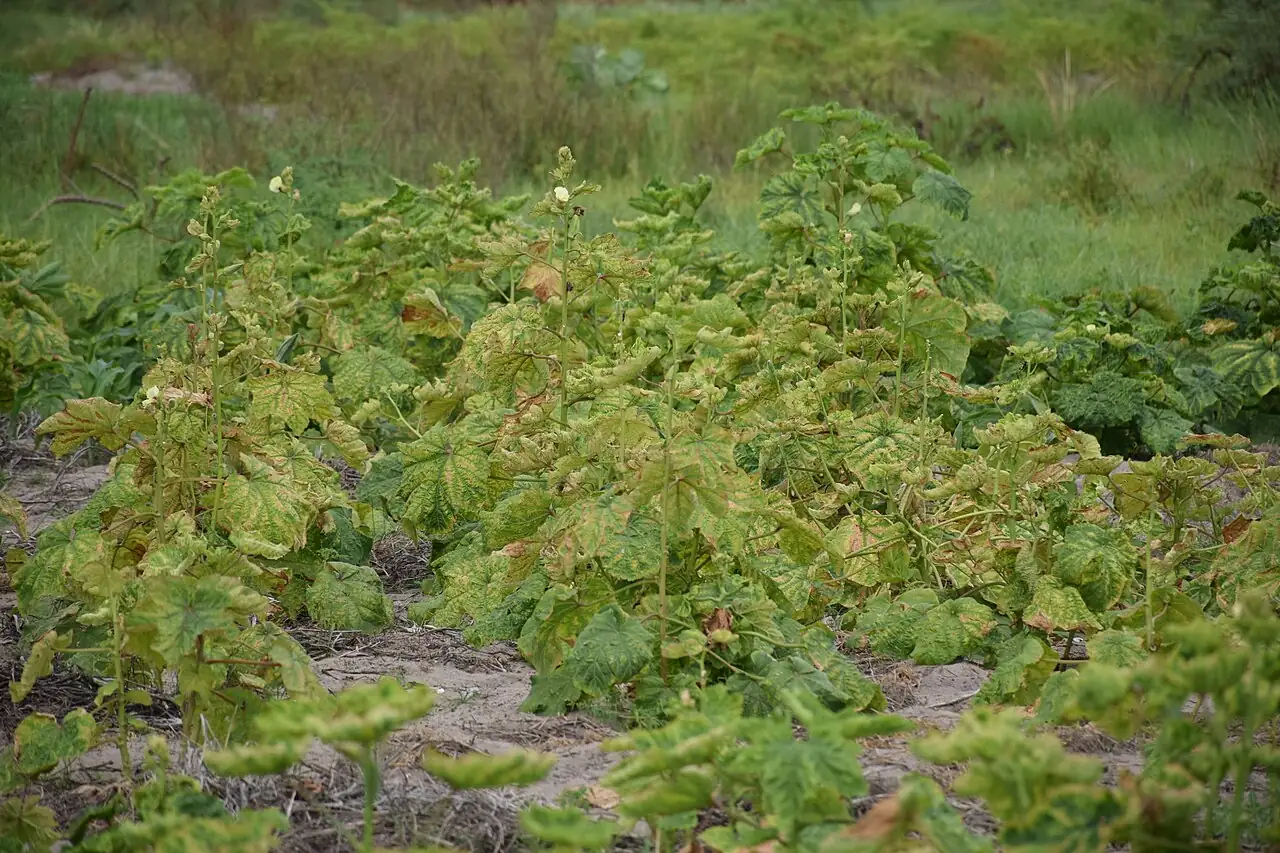 黄秋葵 (Abelmoschus esculentus) — 更多视角