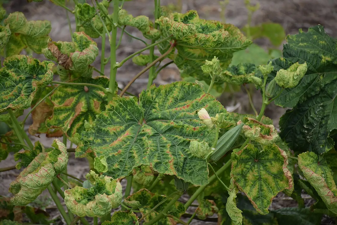 黄秋葵 (Abelmoschus esculentus) — 更多视角