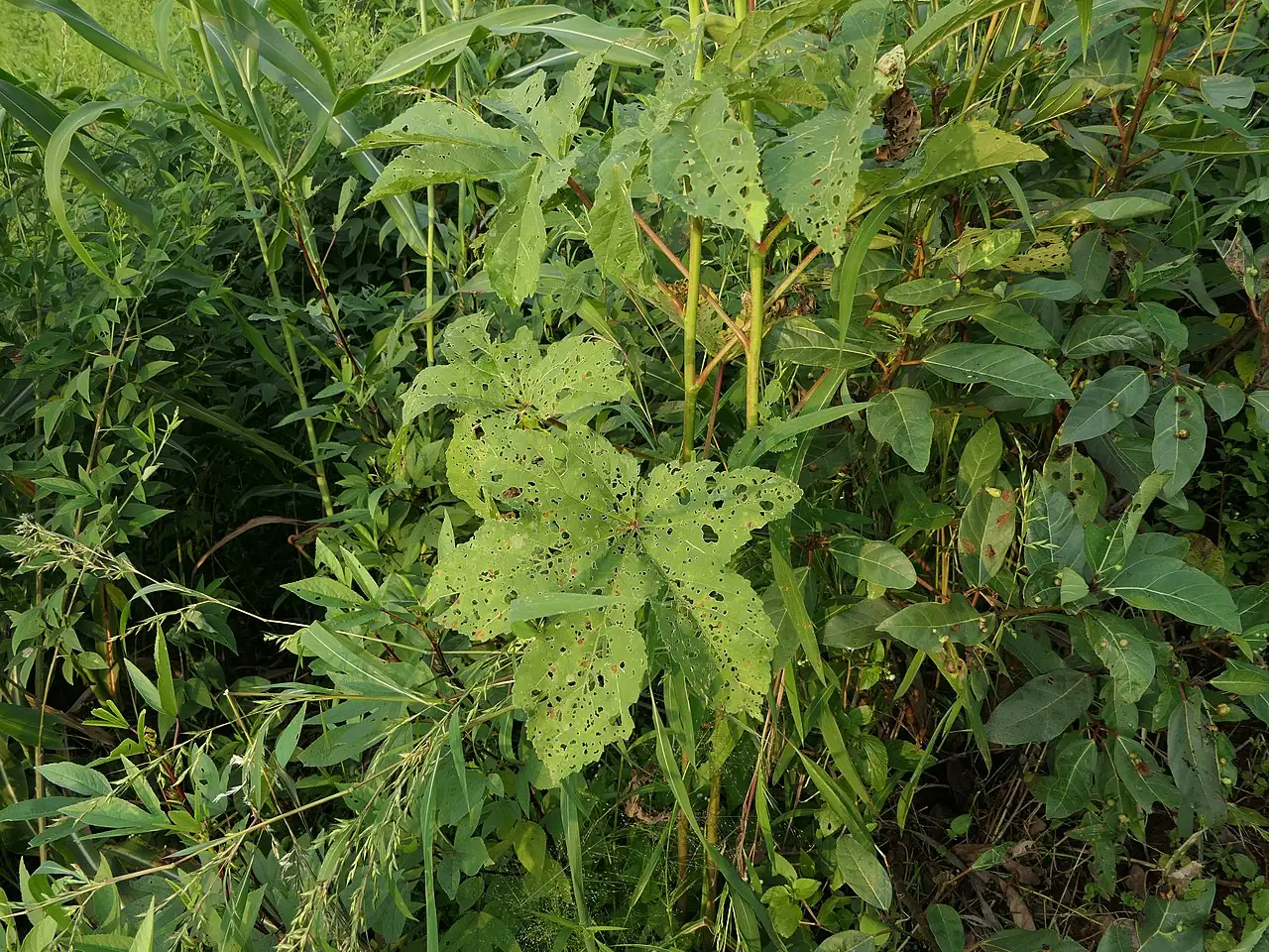 黄秋葵 (Abelmoschus esculentus) — 更多视角