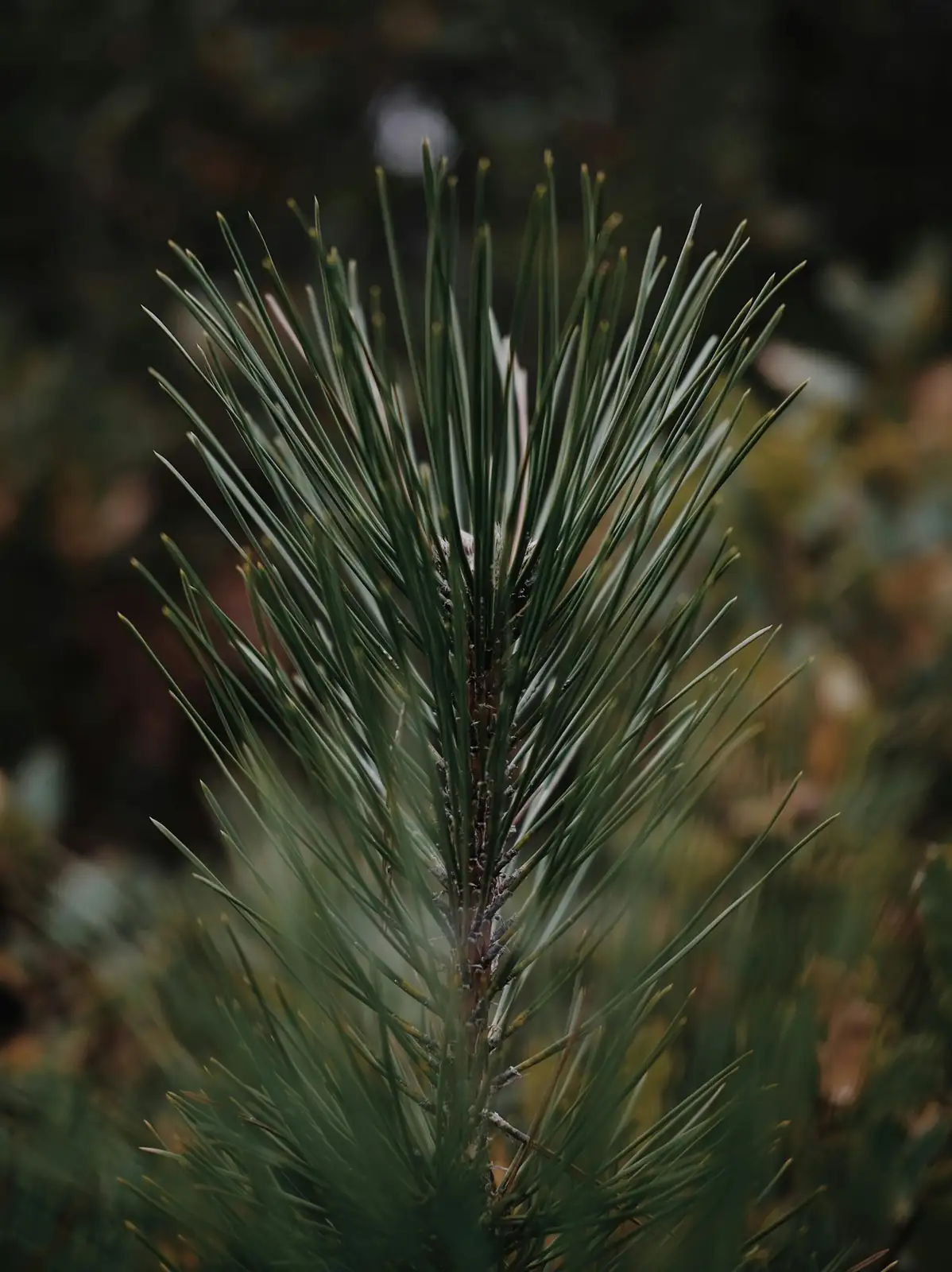 马尾松 (Pinus massoniana) — 环境展示