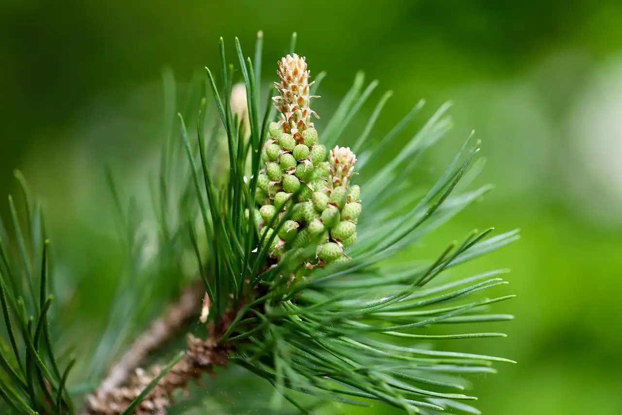马尾松 (Pinus massoniana) — 更多视角