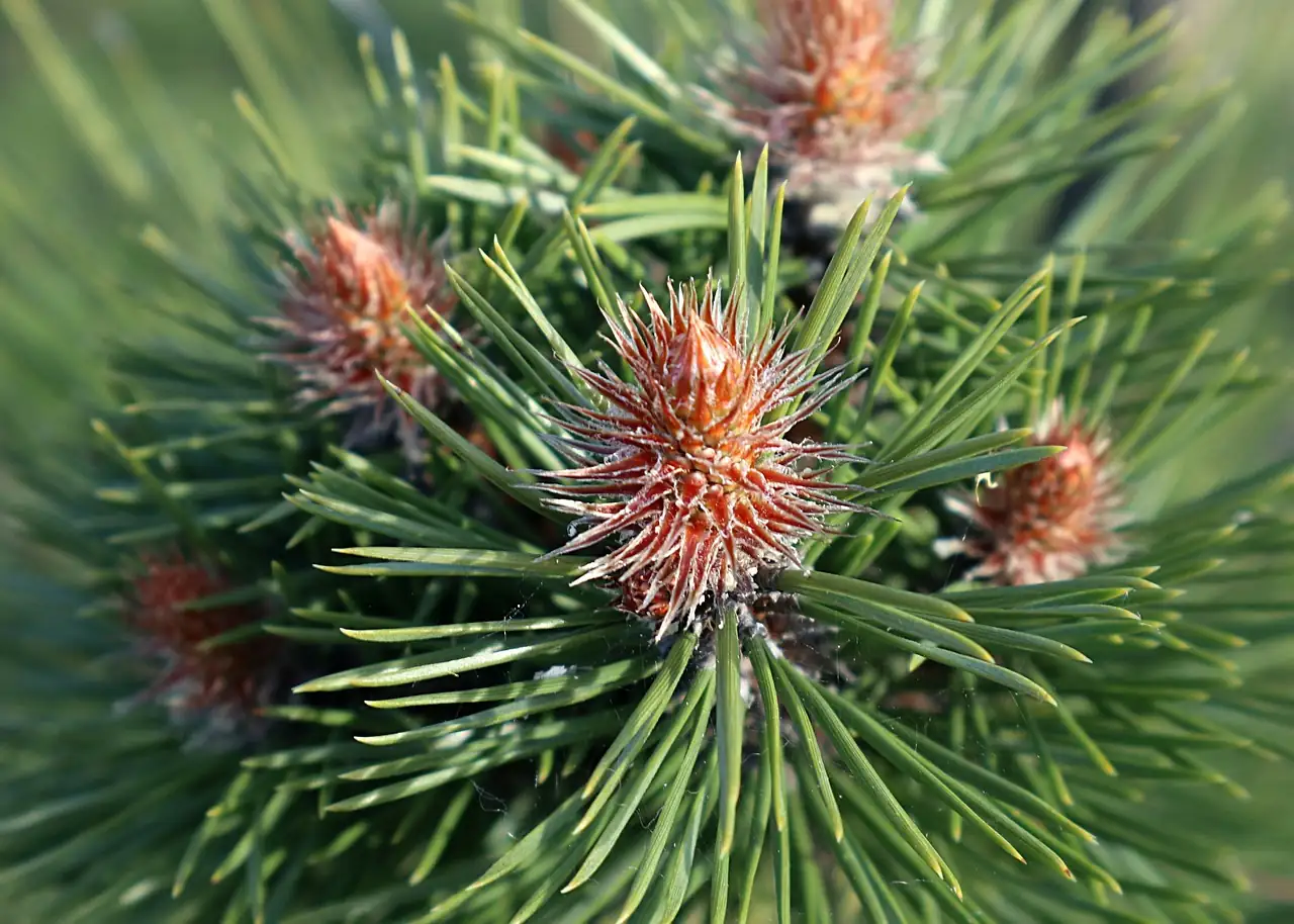 马尾松 (Pinus massoniana) — 主图