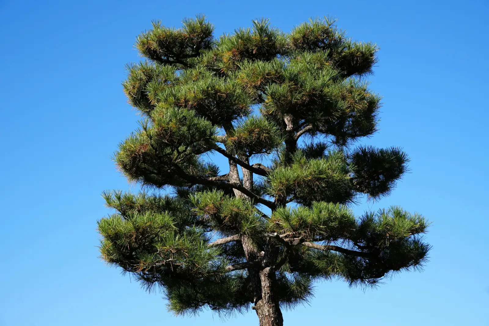 马尾松 (Pinus massoniana) — 更多视角