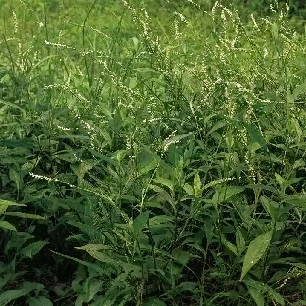 丛枝蓼 (Polygonum pensumbu) — 细节