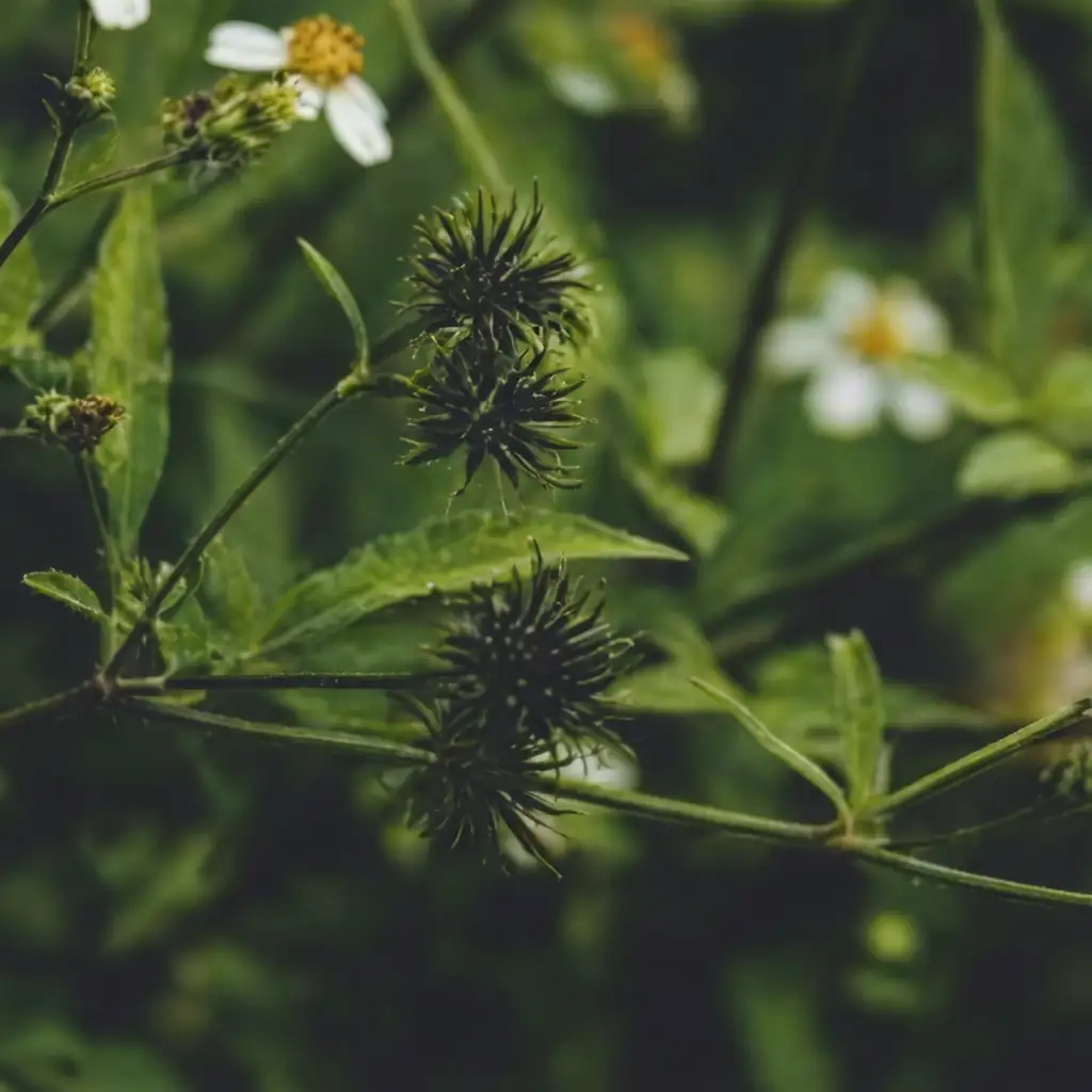 鬼针草 (Bidens pilosa) — 主图