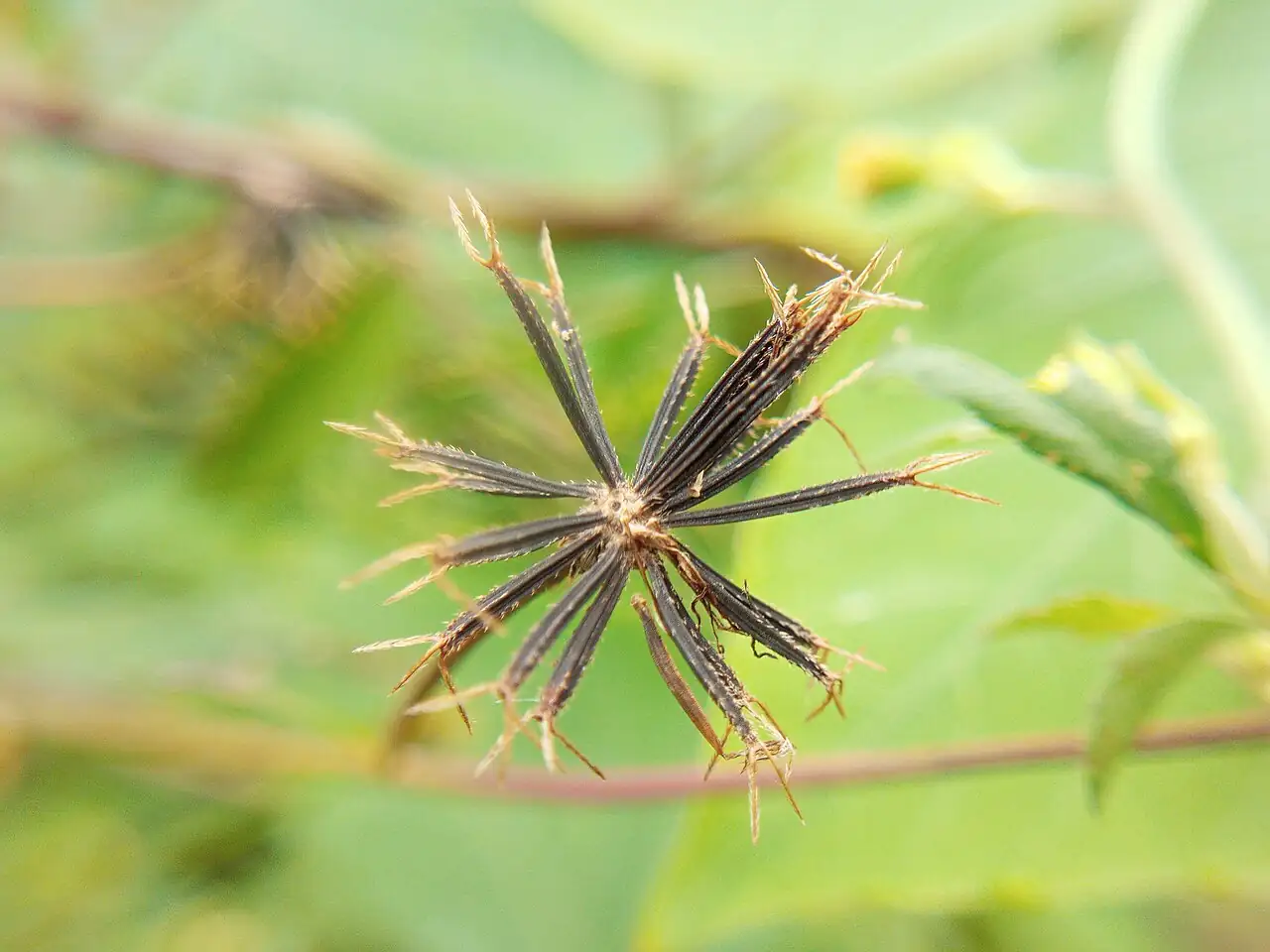 鬼针草 (Bidens pilosa) — 环境展示