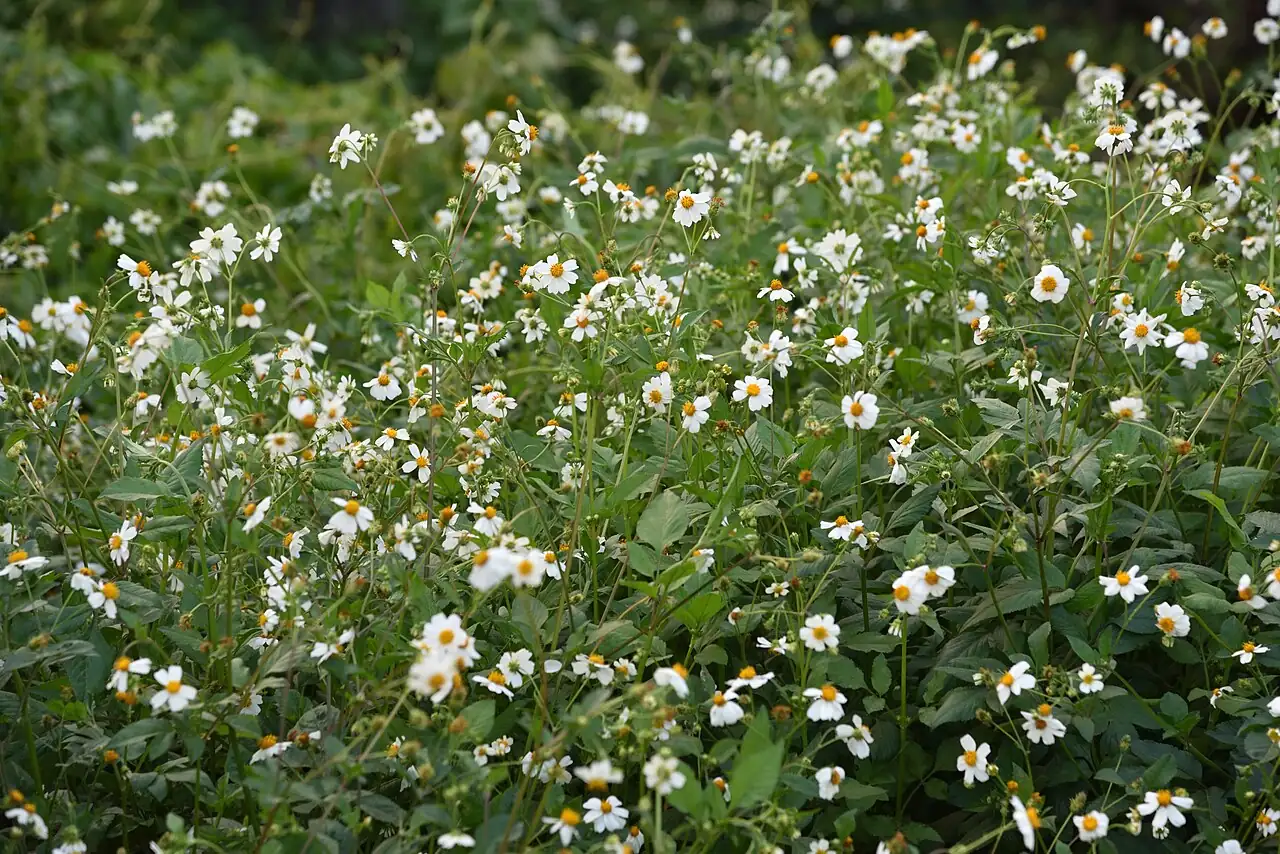 鬼针草 (Bidens pilosa) — 更多视角