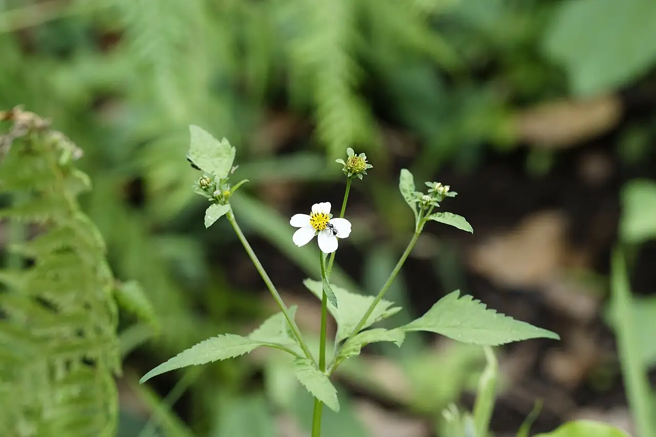 鬼针草 (Bidens pilosa) — 更多视角