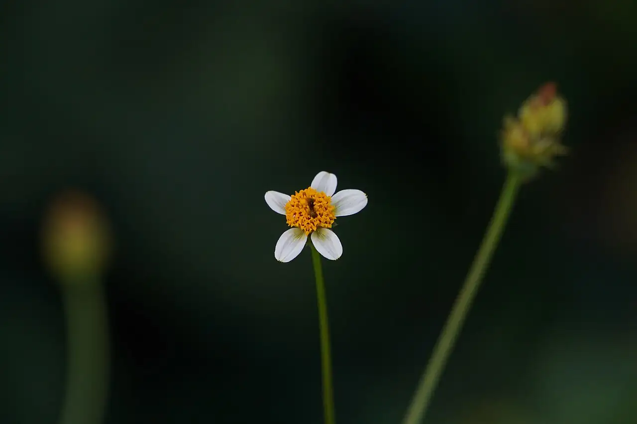 鬼针草 (Bidens pilosa) — 更多视角