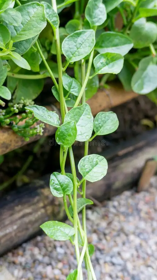 落葵 (Basella alba) — 主图
