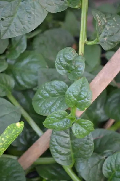 落葵 (Basella alba) — 环境展示