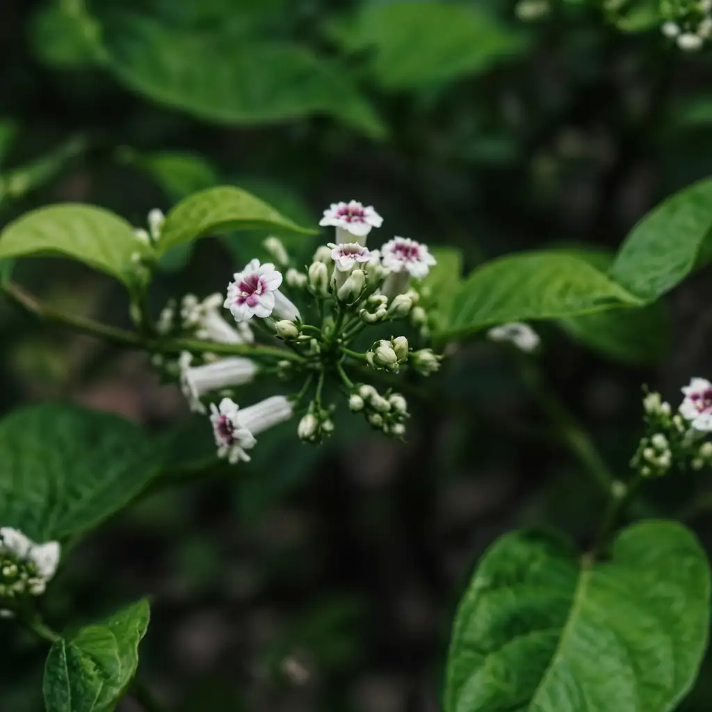 鸡矢藤 (Paederia scandens) — 主图