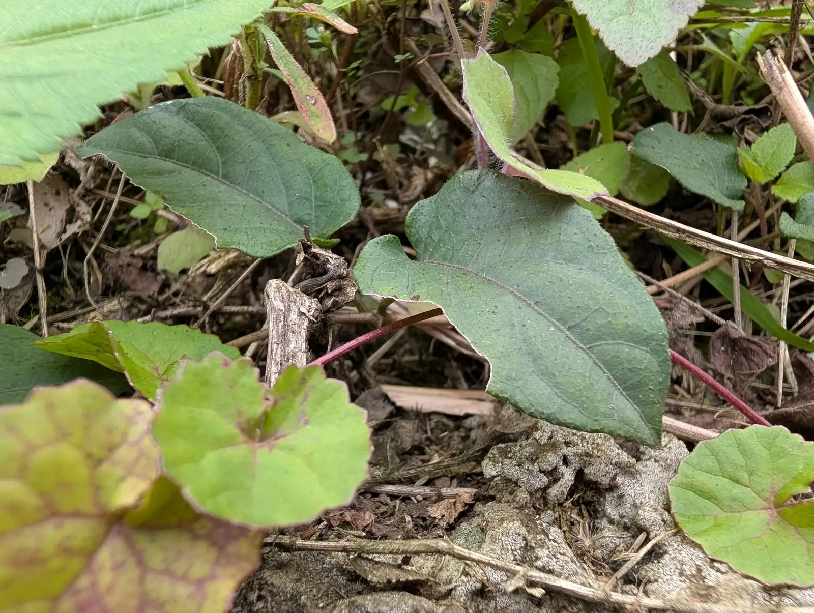鸡矢藤 (Paederia scandens) — 更多视角