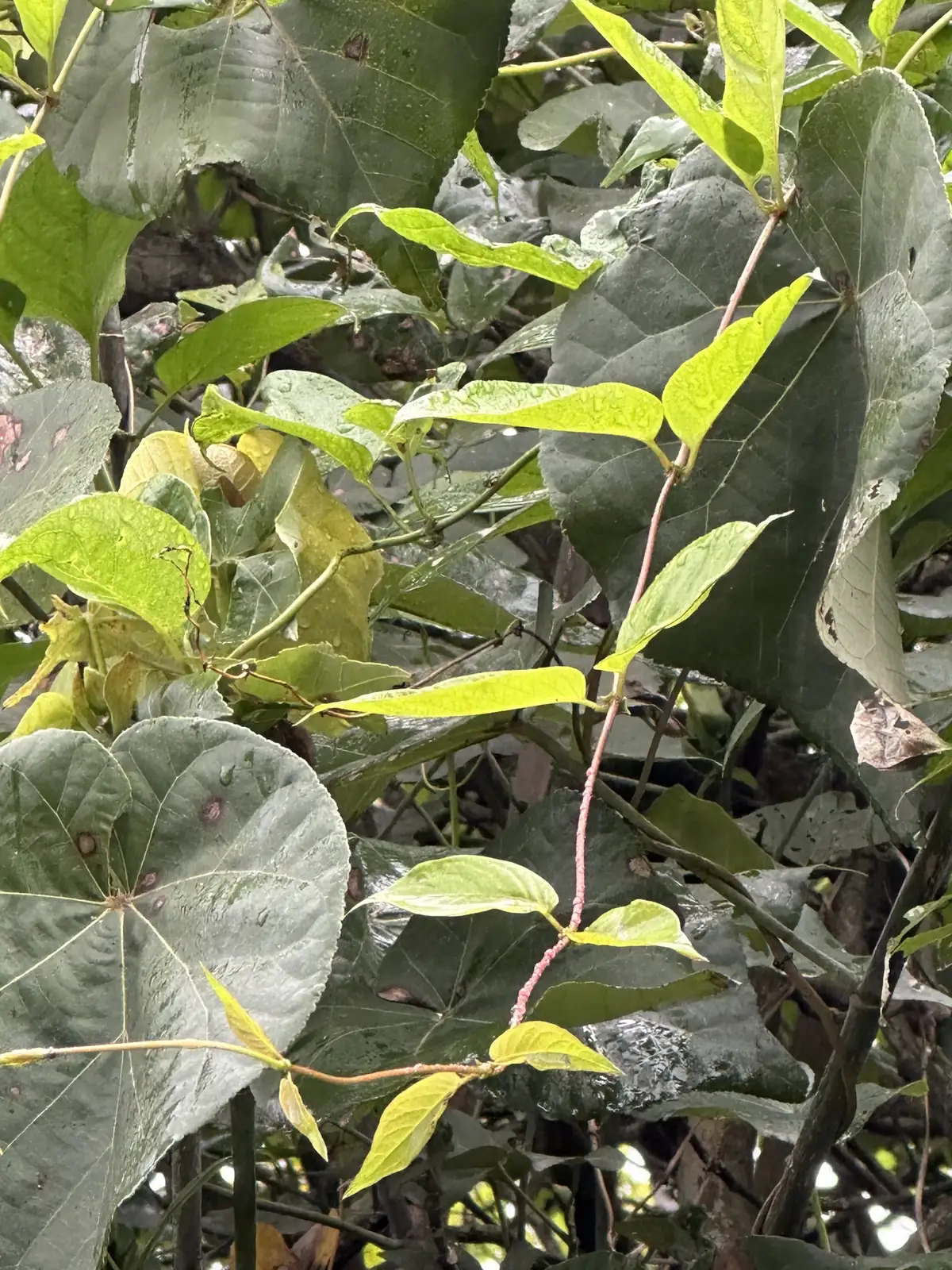 鸡矢藤 (Paederia scandens) — 更多视角