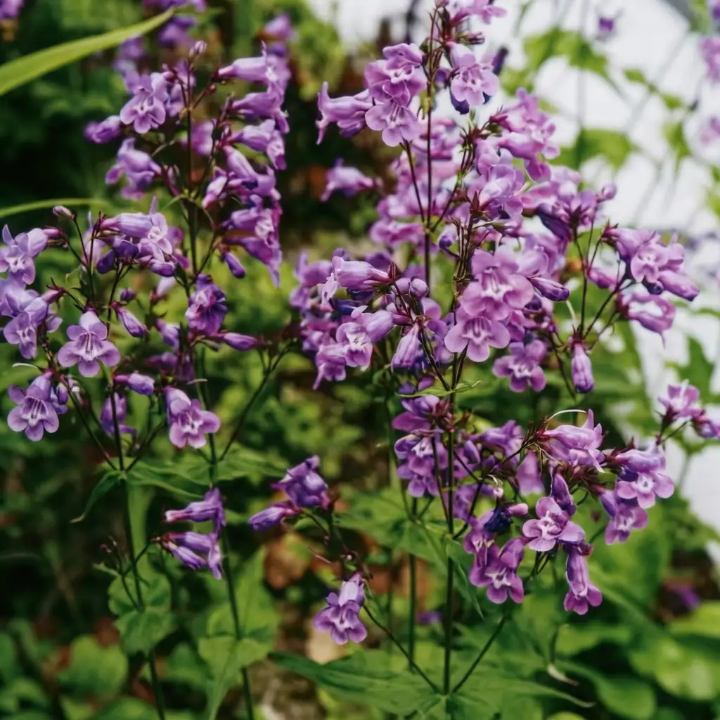 钓钟柳 (Penstemon campanulatus) — 主图