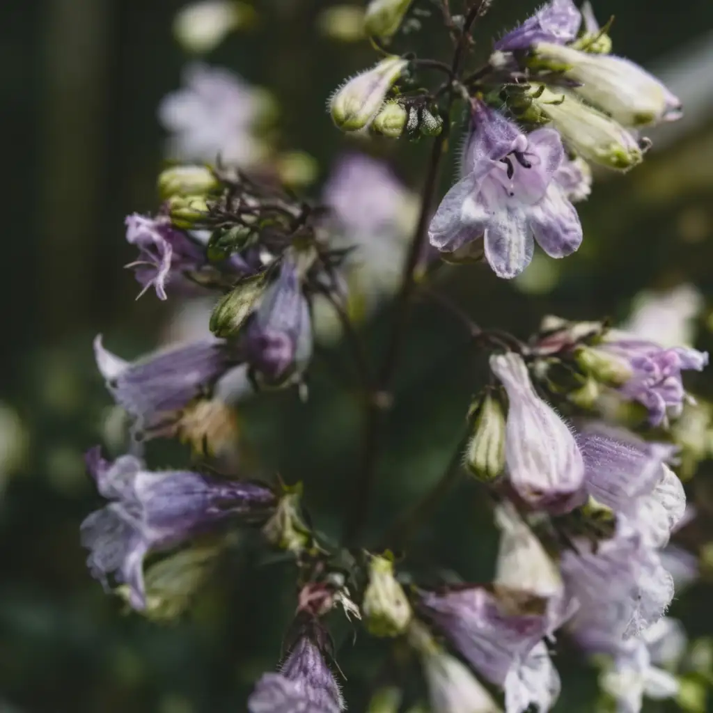 钓钟柳 (Penstemon campanulatus) — 更多视角