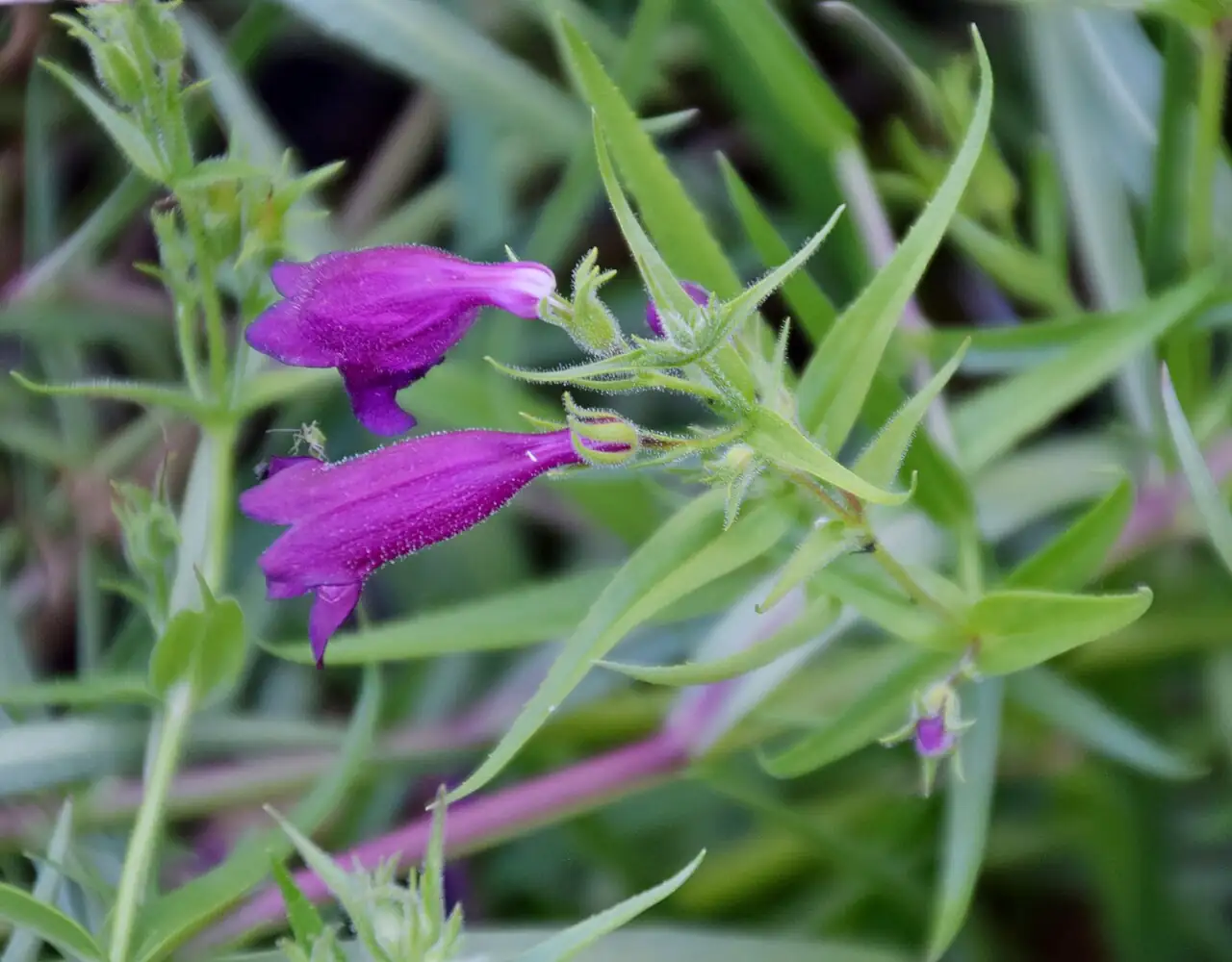 钓钟柳 (Penstemon campanulatus) — 细节