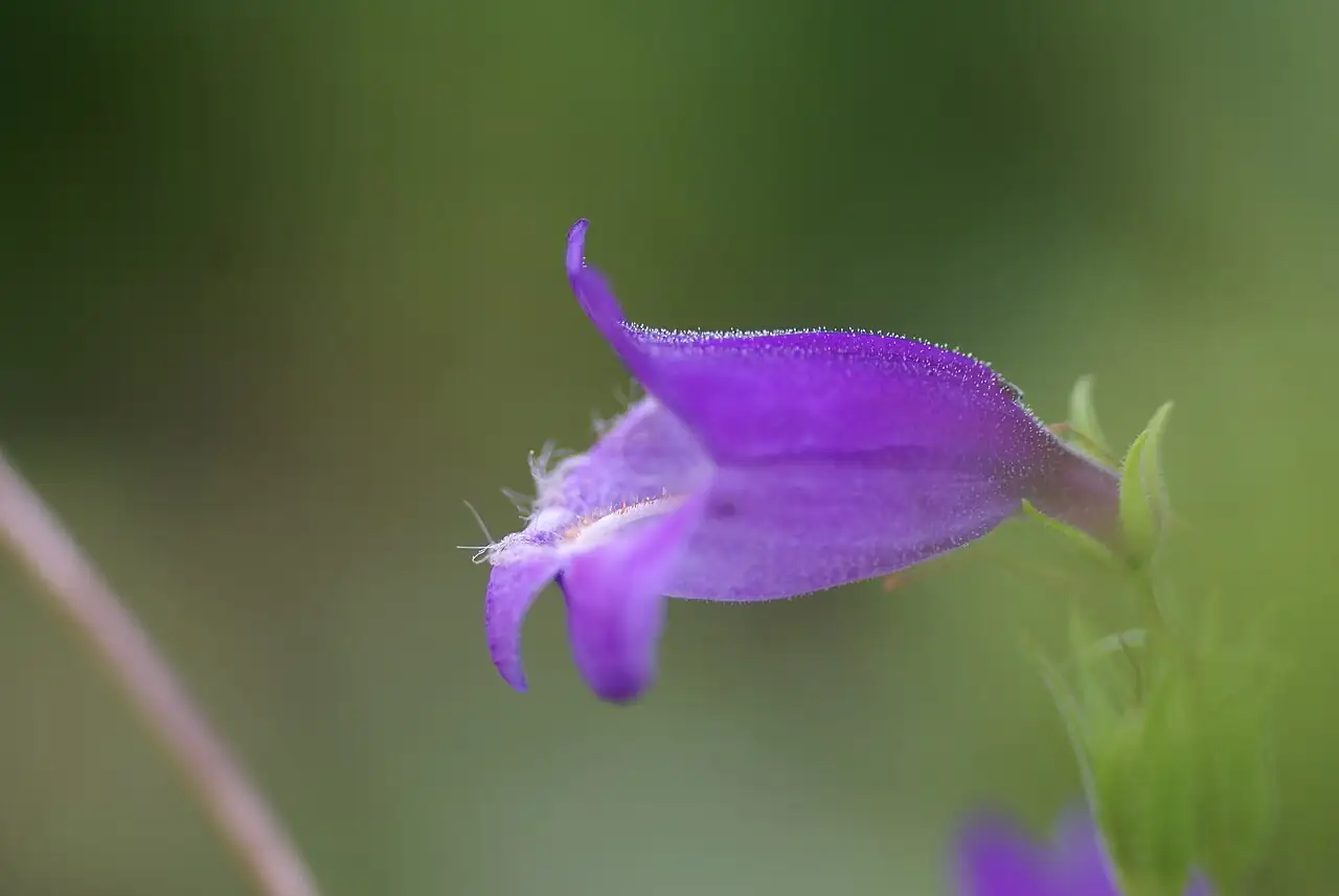 钓钟柳 (Penstemon campanulatus) — 特写