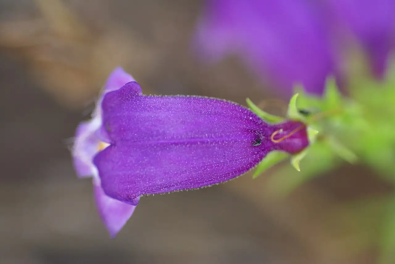 钓钟柳 (Penstemon campanulatus) — 环境展示