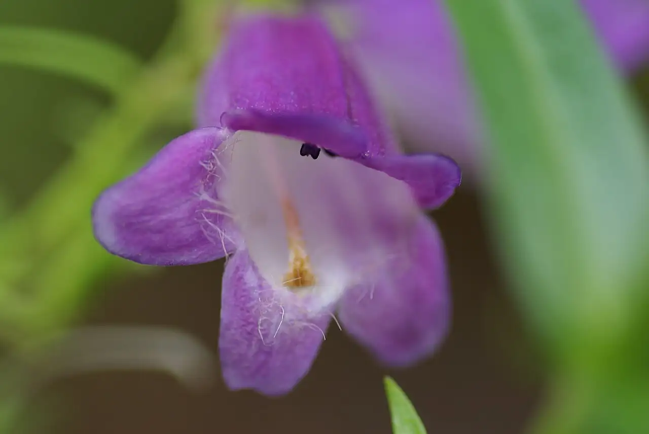 钓钟柳 (Penstemon campanulatus) — 更多视角