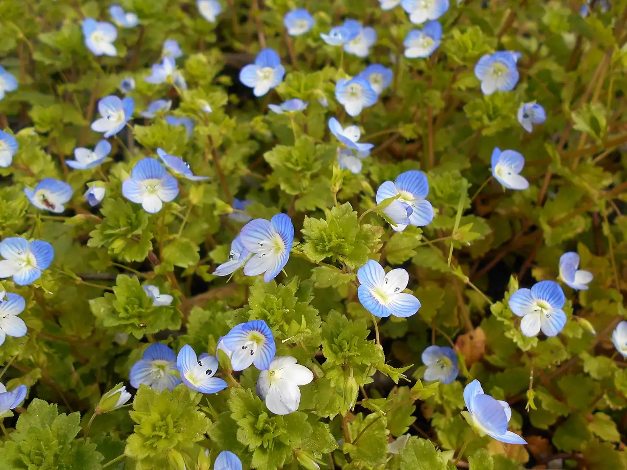阿拉伯婆婆纳 (Veronica persica) — 细节