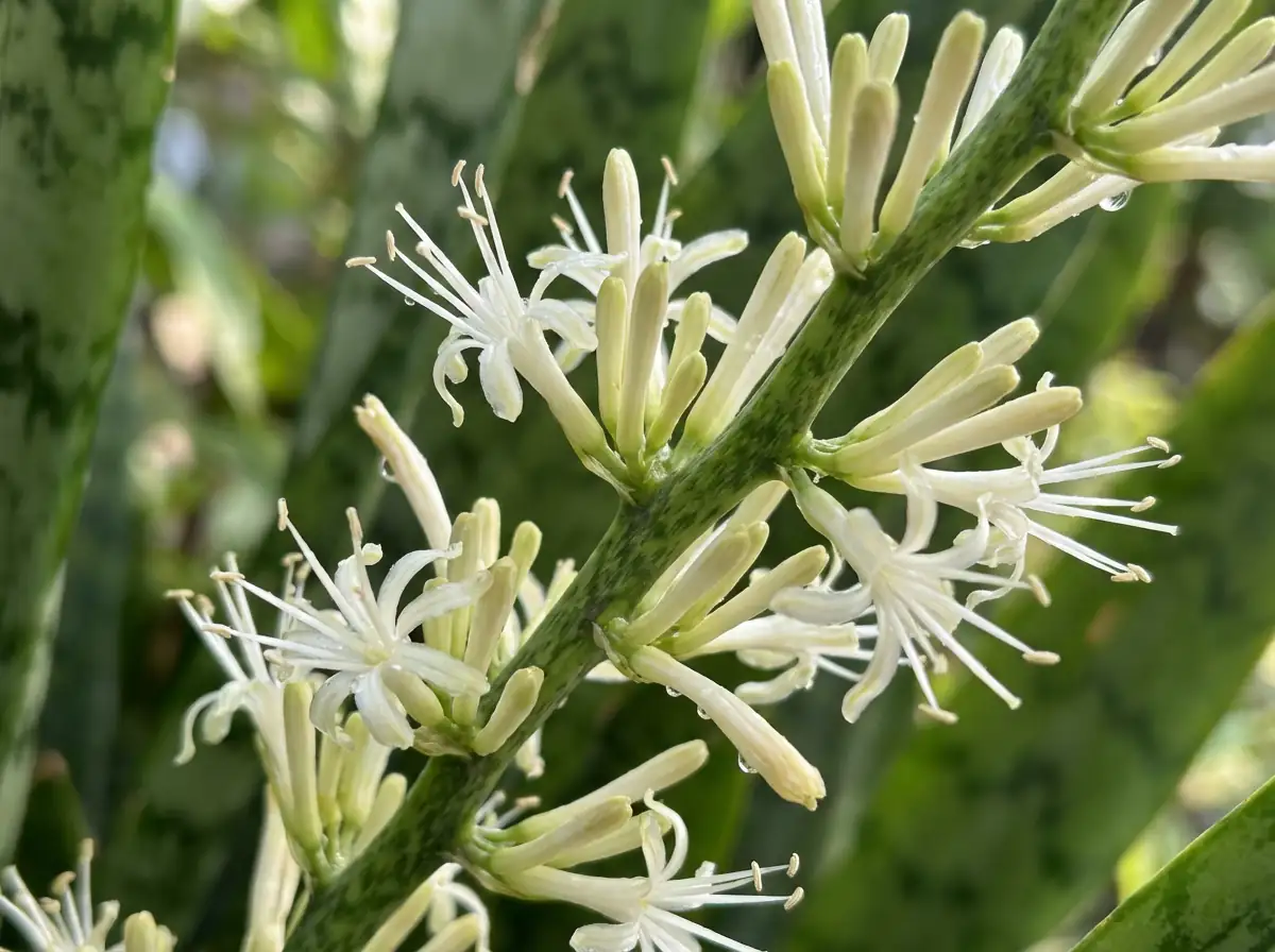 虎尾兰 (Dracaena trifasciata (syn. Sansevieria trifasciata)) — 更多视角