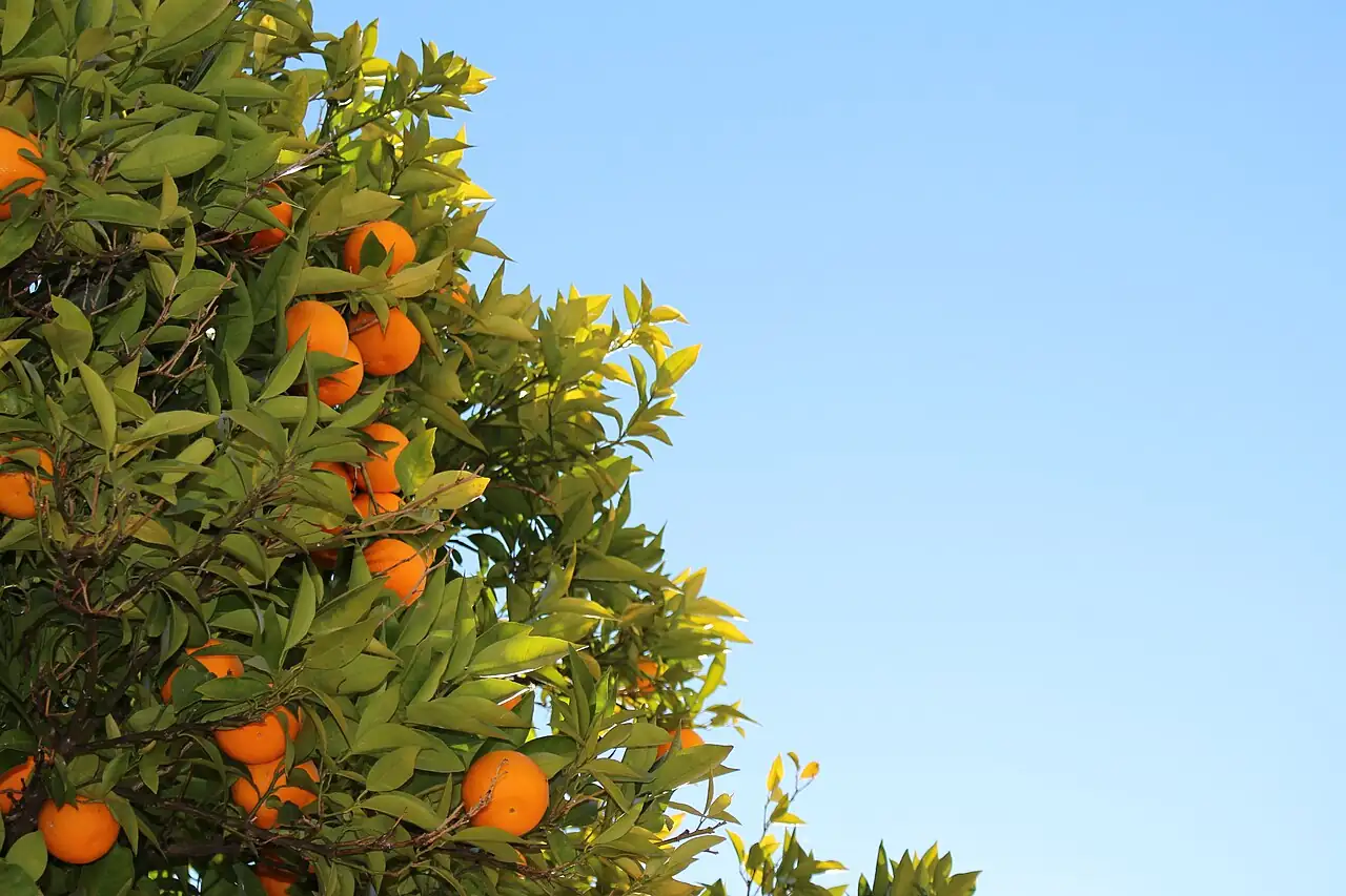 柑橘 (Citrus reticulata) — 更多视角