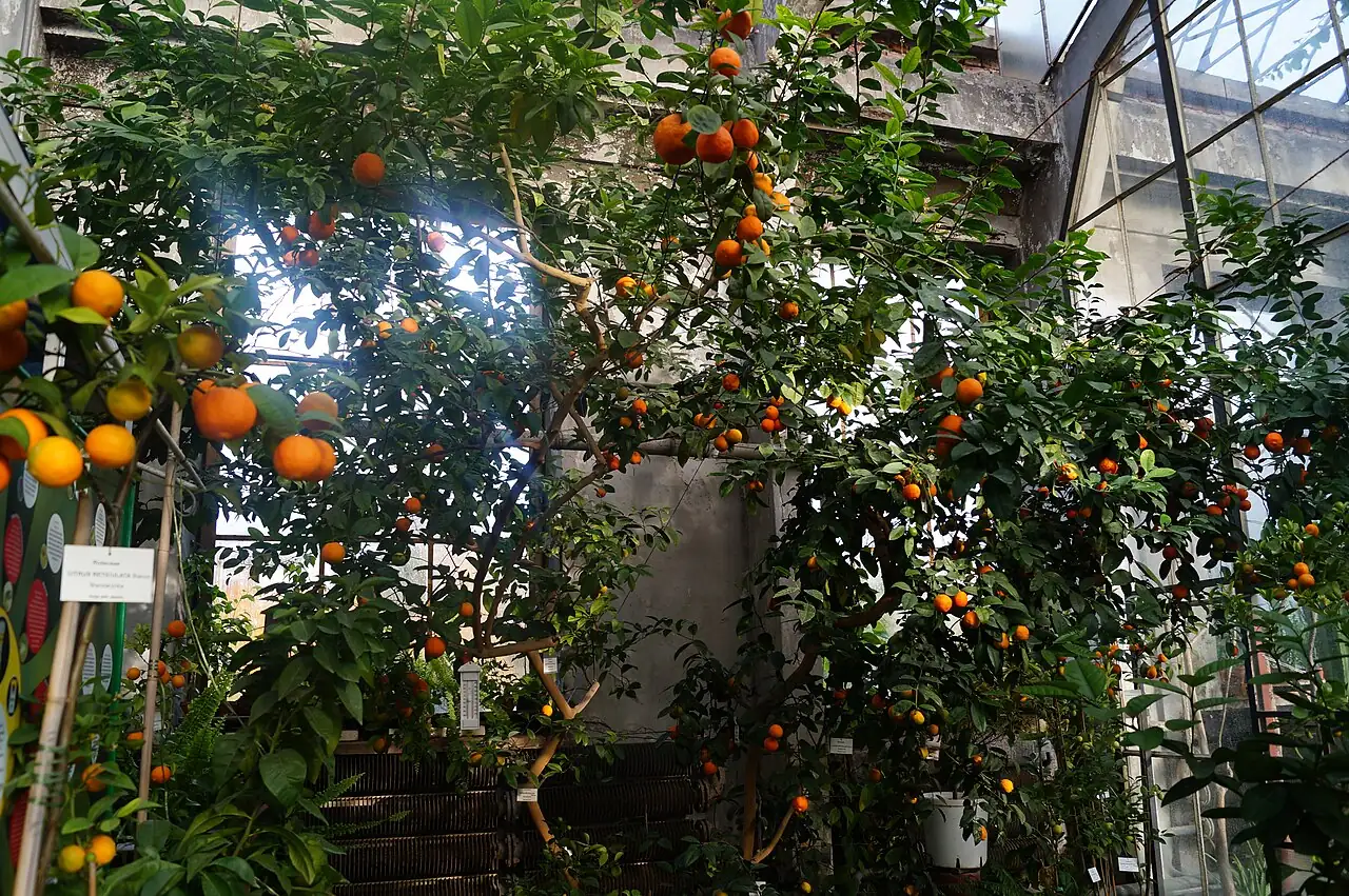 柑橘 (Citrus reticulata) — 环境展示