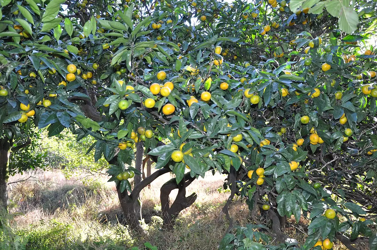 柑橘 (Citrus reticulata) — 更多视角