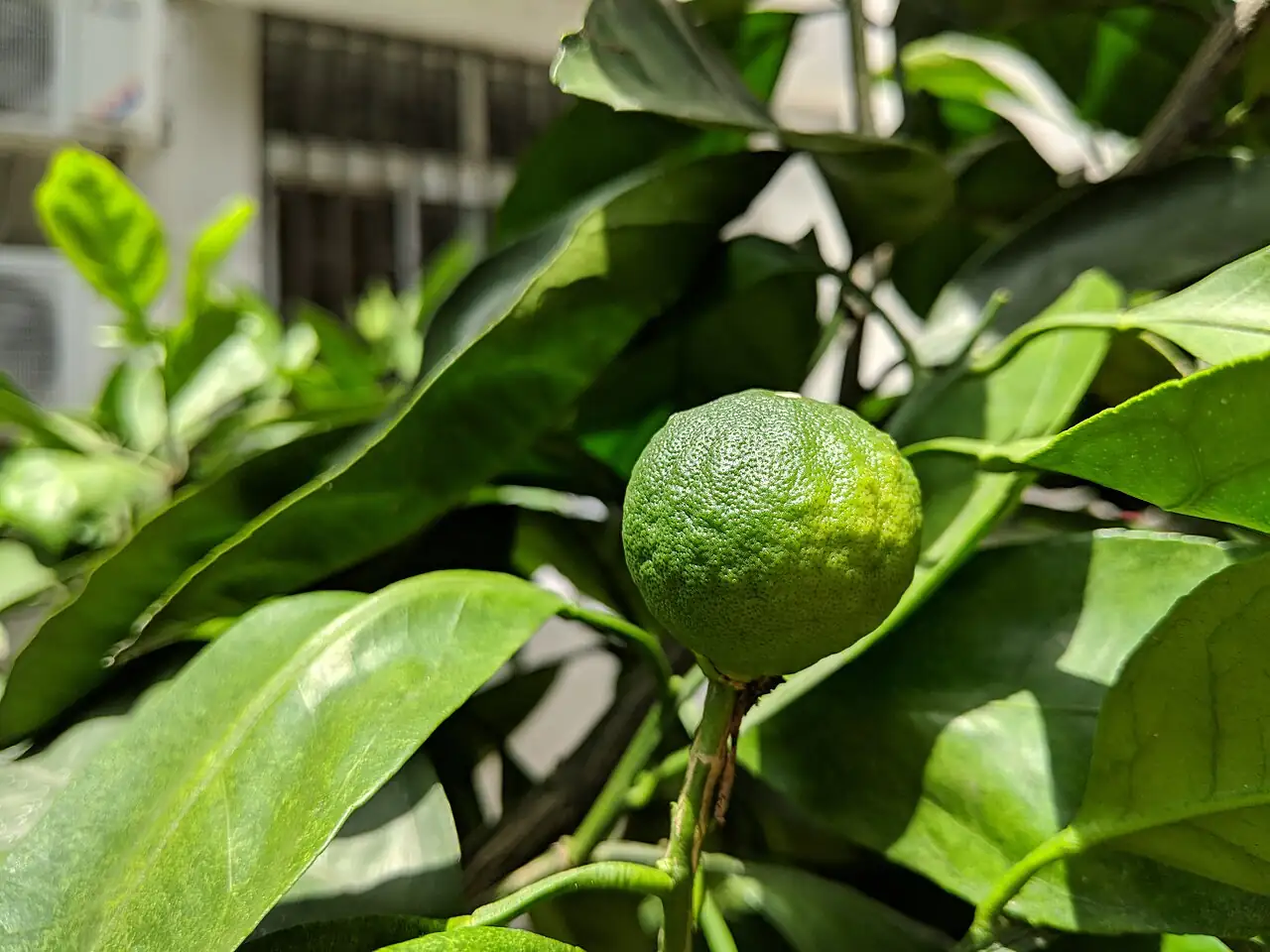 柑橘 (Citrus reticulata) — 更多视角