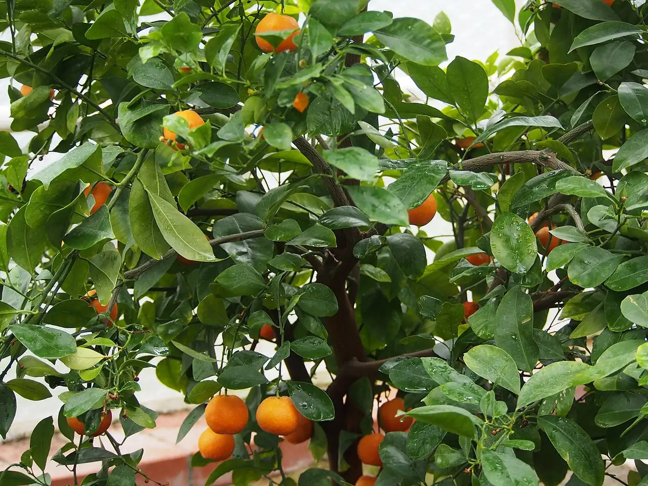 柑橘 (Citrus reticulata) — 特写