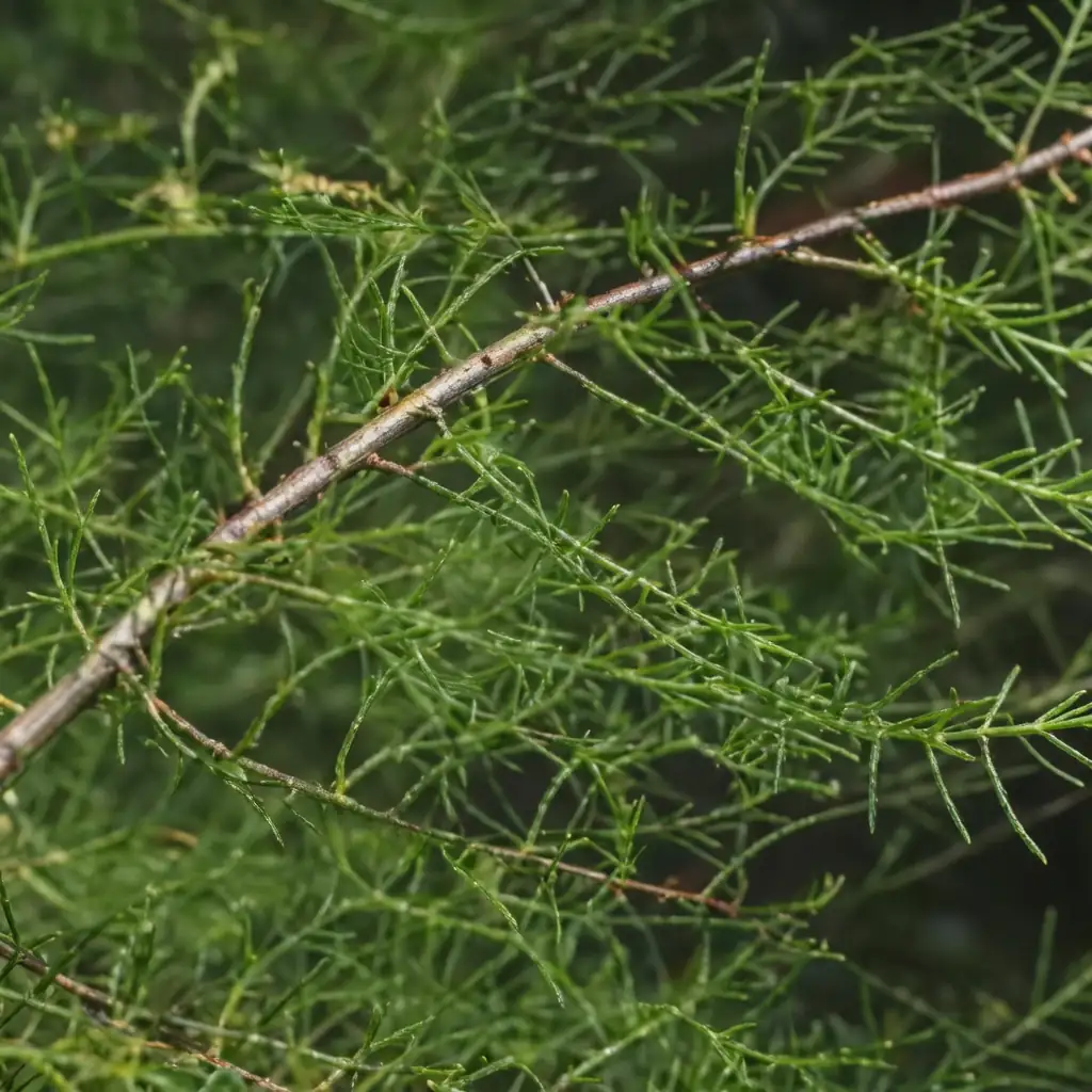 柽柳 (Tamarix chinensis) — 细节