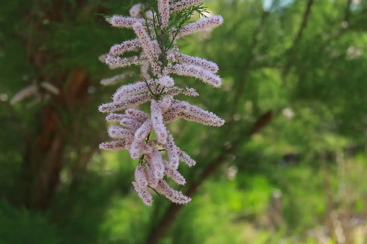 柽柳 (Tamarix chinensis) — 环境展示