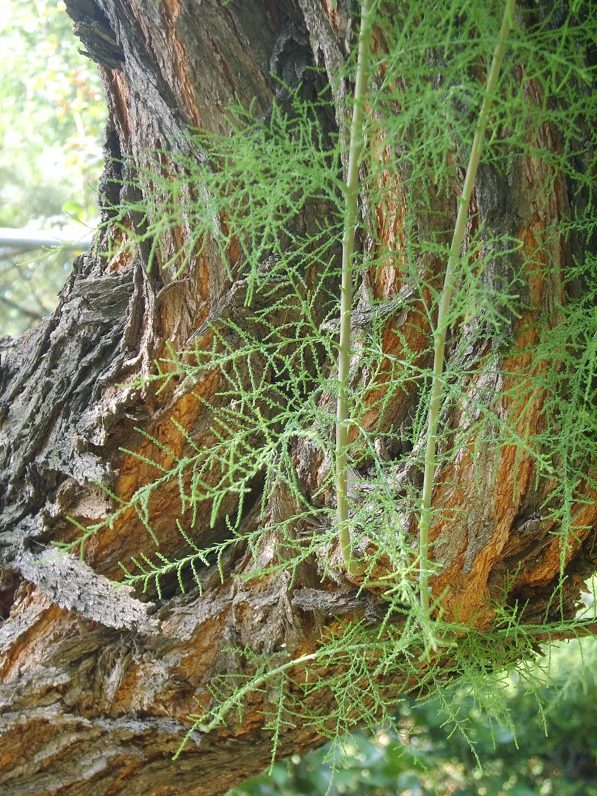 柽柳 (Tamarix chinensis) — 更多视角